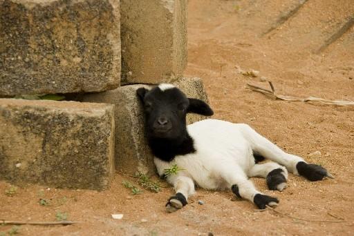 Un mouton se reposant adossé contre des briques