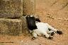 Un mouton se reposant adossé contre des briques