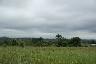 Vue de la végétation au Bénin entre Cotonou et Parakou