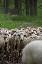 Un mouton dans un troupeau qui regarde l'objectif