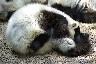 Un lemur Vari dort par terre sur les graviers, les points serres.