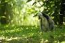 Un lemur catta le regard posé dans l'herbe