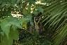 Un lemur catta derriere les buissons qui regarde l'objectif
