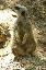Un suricat debout sur ses pattes arrieres, la tête sur le coté