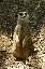 Un suricat debout la tete relevée pour mieux voir