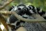 Deux lemurs catta qui dorment l'un sur l'autre dans les branches