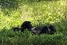Un bonobo allongé tranquillement dans l'herbe