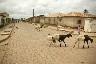 Des moutons noir et blanc qui traverse a Djougou