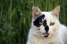 Photo d'un chat tacheté noir et blanc
