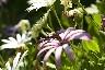 Une abeille vue de profil buttine une fleur violette