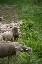 Des moutons qui broutent au bord du chemin
