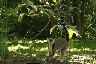 Un lemur catta sur une branche pret a bondir sur les cerises