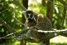 Un lemur catta sur une branche