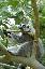 Un lemur catta dans une étrange position, la tete posée sur une branche